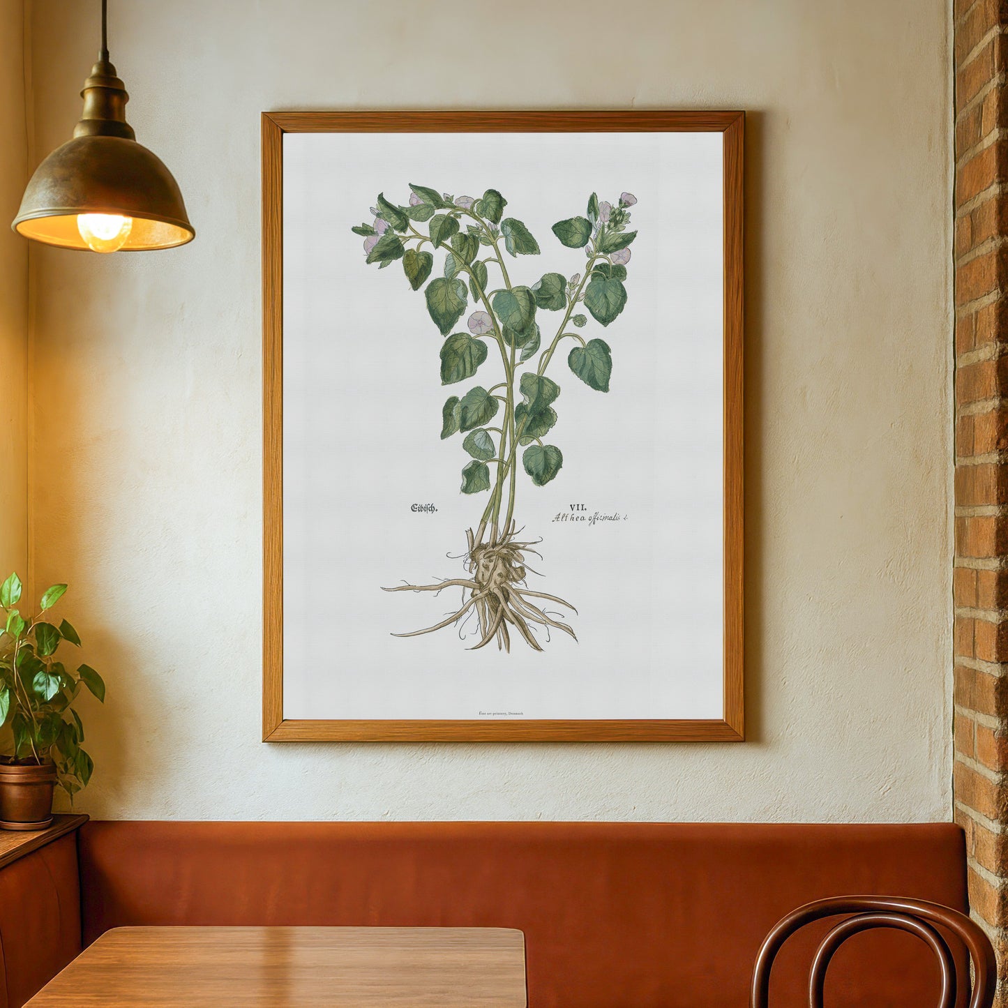 Marsh Mallow Botanical Poster - Althaea officinalis - Fuchs' New Kreüterbuch Print