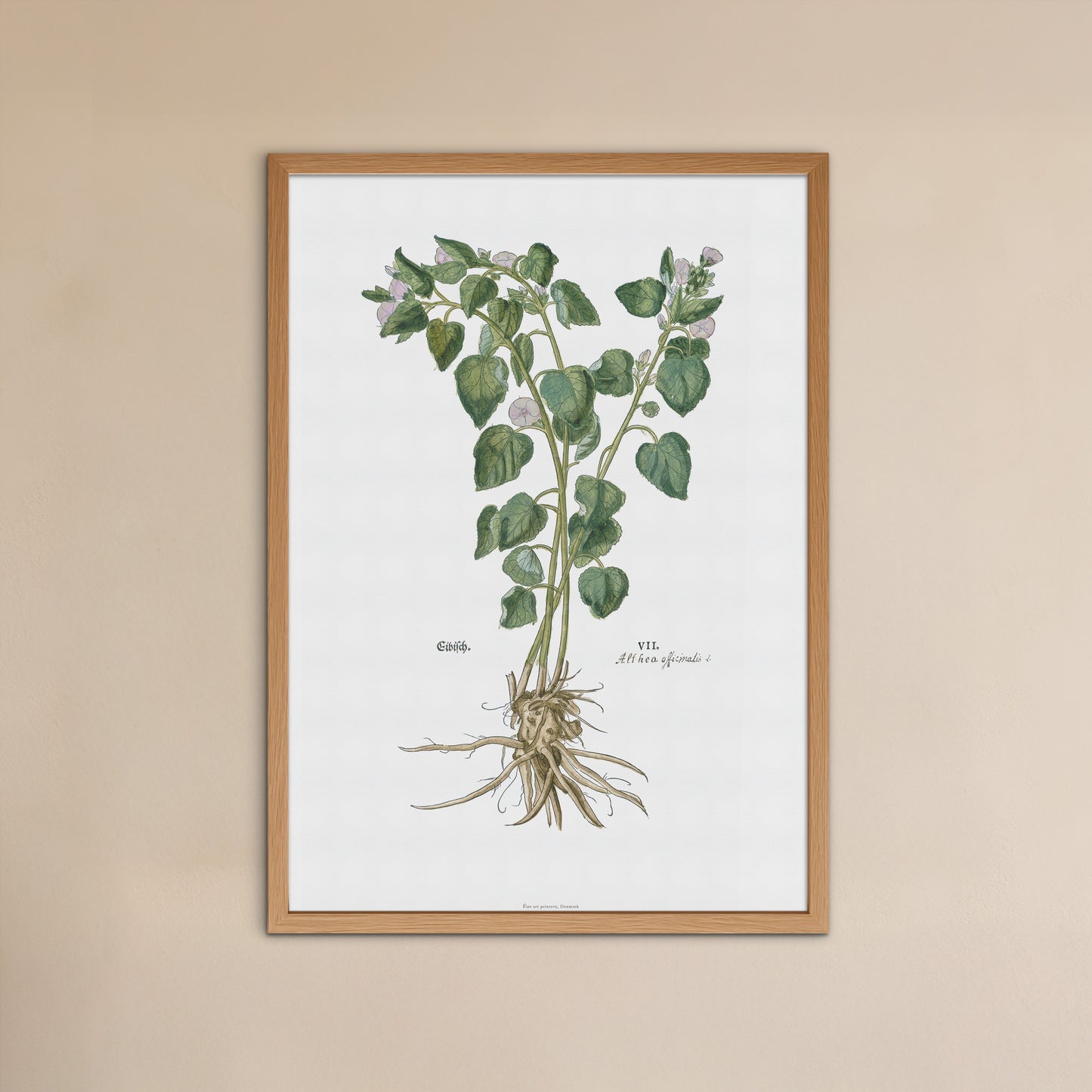 Marsh Mallow Botanical Poster - Althaea officinalis - Fuchs' New Kreüterbuch Print