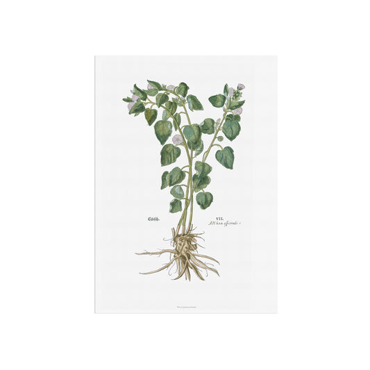 Marsh Mallow Botanical Poster - Althaea officinalis - Fuchs' New Kreüterbuch Print