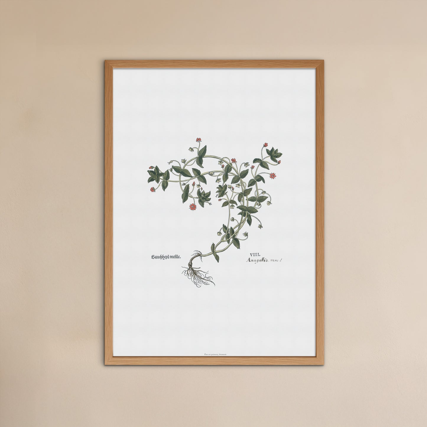 Scarlet Pimpernel Botanical Poster - Anagallis arvensis - Fuchs' New Kreüterbuch Print