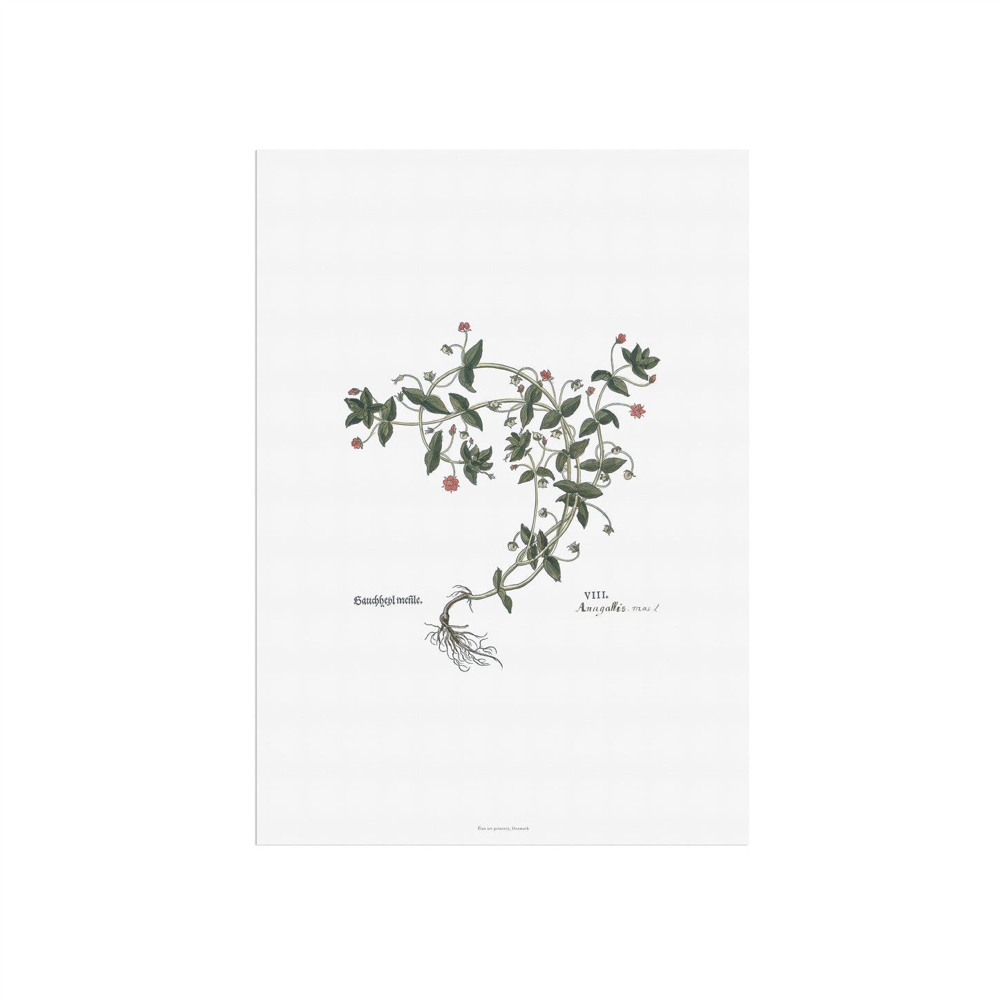 Scarlet Pimpernel Botanical Poster - Anagallis arvensis - Fuchs' New Kreüterbuch Print