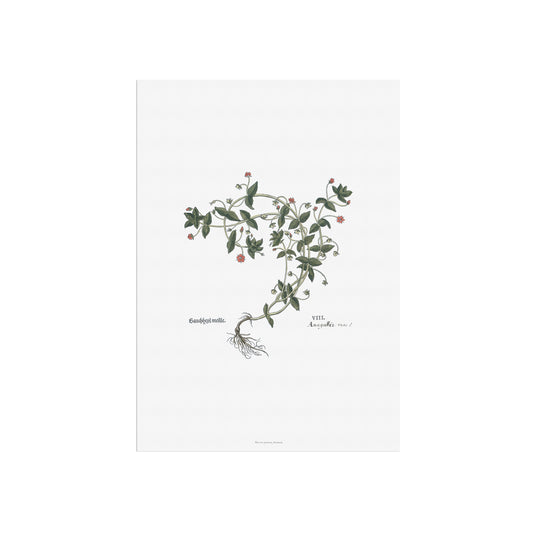 Scarlet Pimpernel Botanical Poster - Anagallis arvensis - Fuchs' New Kreüterbuch Print