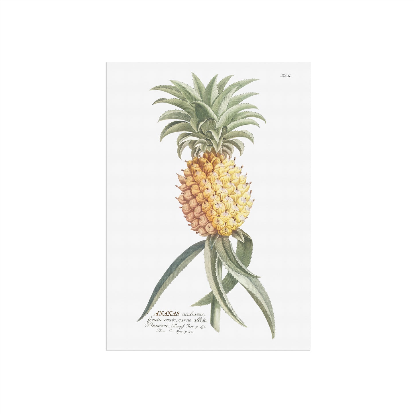 Vintage Pineapple Botanical Print – 1750 Plantae Selectae Illustration