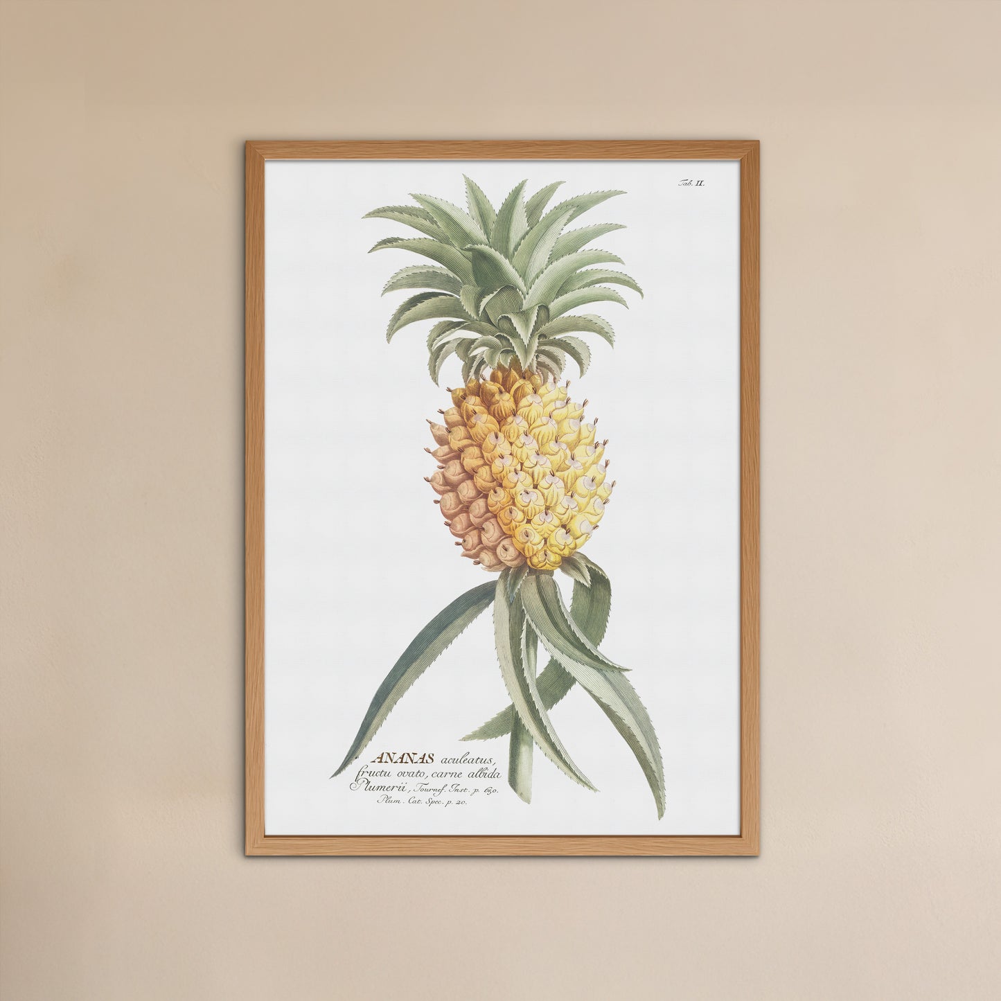 Vintage Pineapple Botanical Print – 1750 Plantae Selectae Illustration