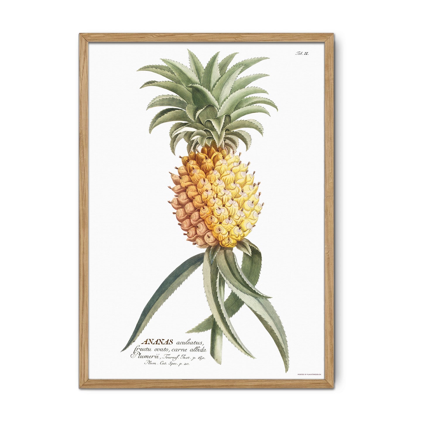 Vintage Pineapple Botanical Print – 1750 Plantae Selectae Illustration