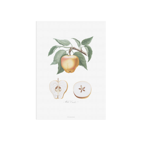 Vintage Apple Poster - Mela Carla Botanical Art Print by Gallesio