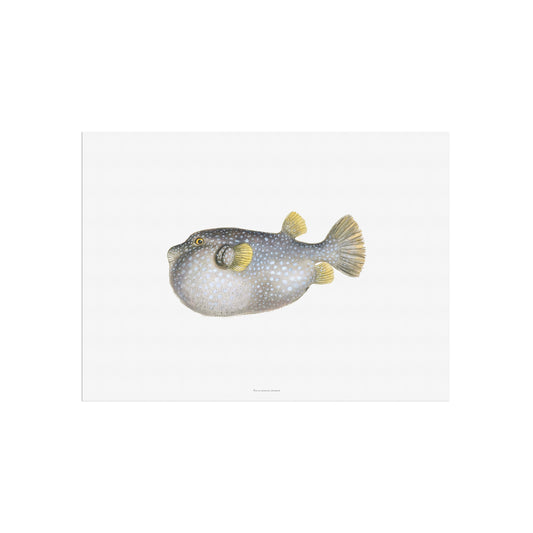 Vintage White-Spotted Pufferfish Print - Drawing of Arothron hispidus (1838)