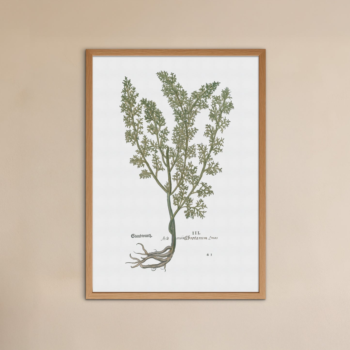 Artemisia Abrotanum (Southernwood) – Botanical Poster from Fuchs' New Kreüterbuch (1543)(Copy)