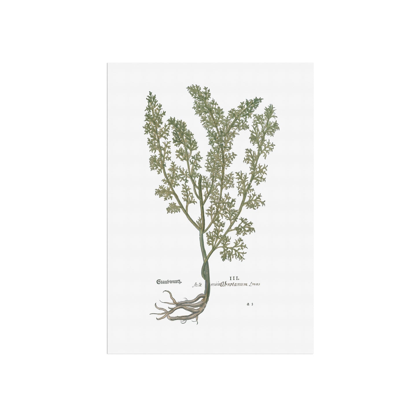 Artemisia Abrotanum (Southernwood) – Botanical Poster from Fuchs' New Kreüterbuch (1543)(Copy)