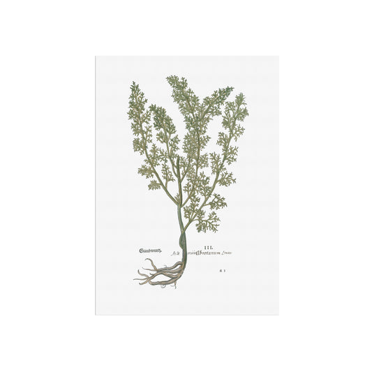 Artemisia Abrotanum (Southernwood) – Botanical Poster from Fuchs' New Kreüterbuch (1543)(Copy)
