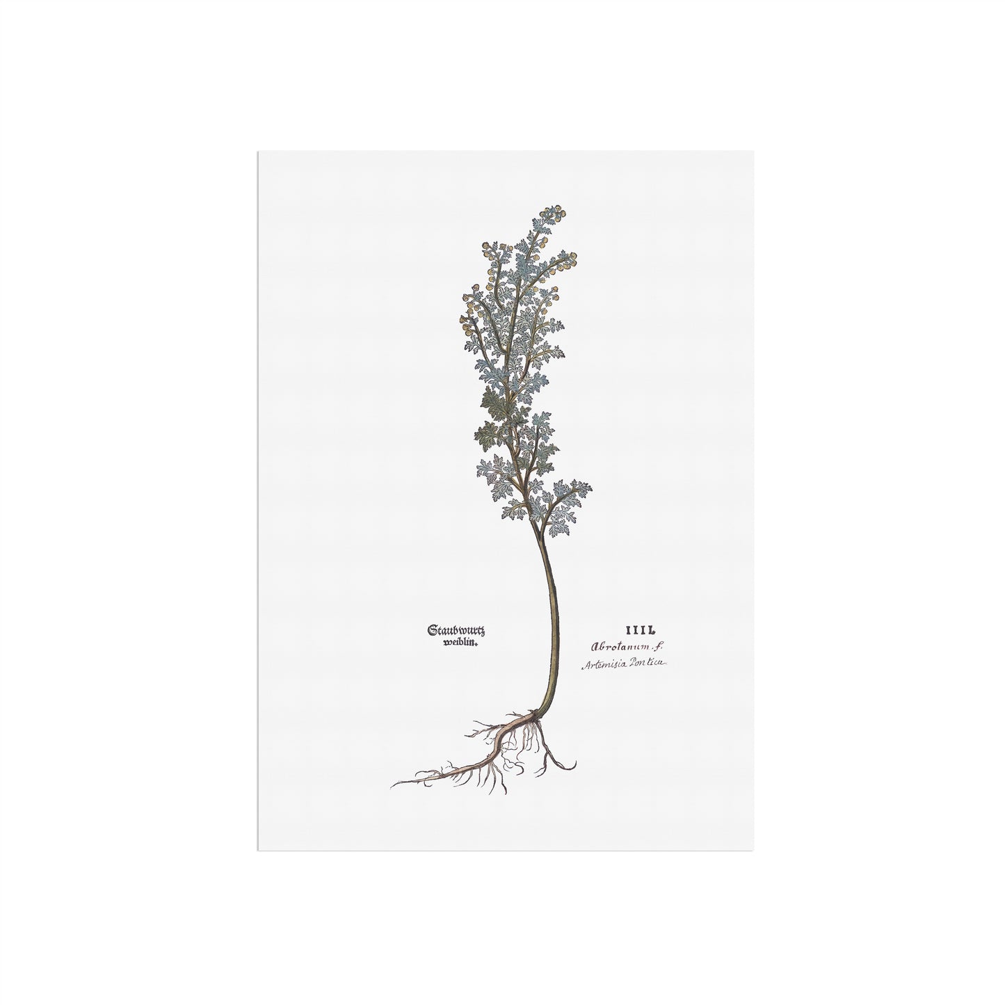Artemisia pontica (Roman Wormwood) – Botanical Poster from Fuchs' New Kreüterbuch (1543)