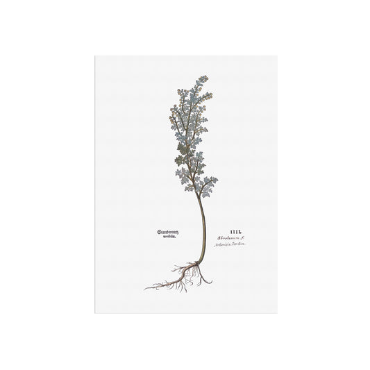 Artemisia pontica (Roman Wormwood) – Botanical Poster from Fuchs' New Kreüterbuch (1543)