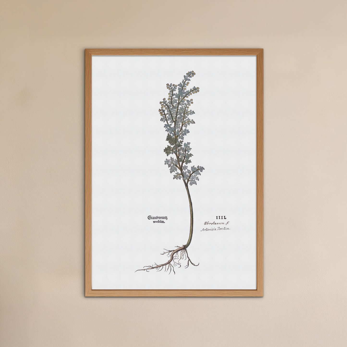Artemisia pontica (Roman Wormwood) – Botanical Poster from Fuchs' New Kreüterbuch (1543)