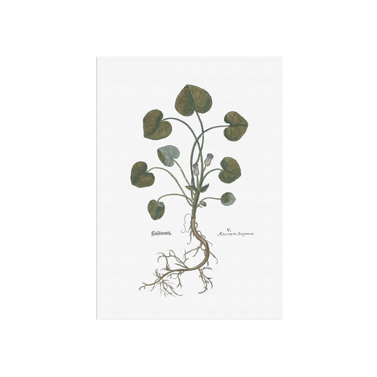 Asarum europaeum (European Wild Ginger) – Botanical Poster from Fuchs' New Kreüterbuch (1543)