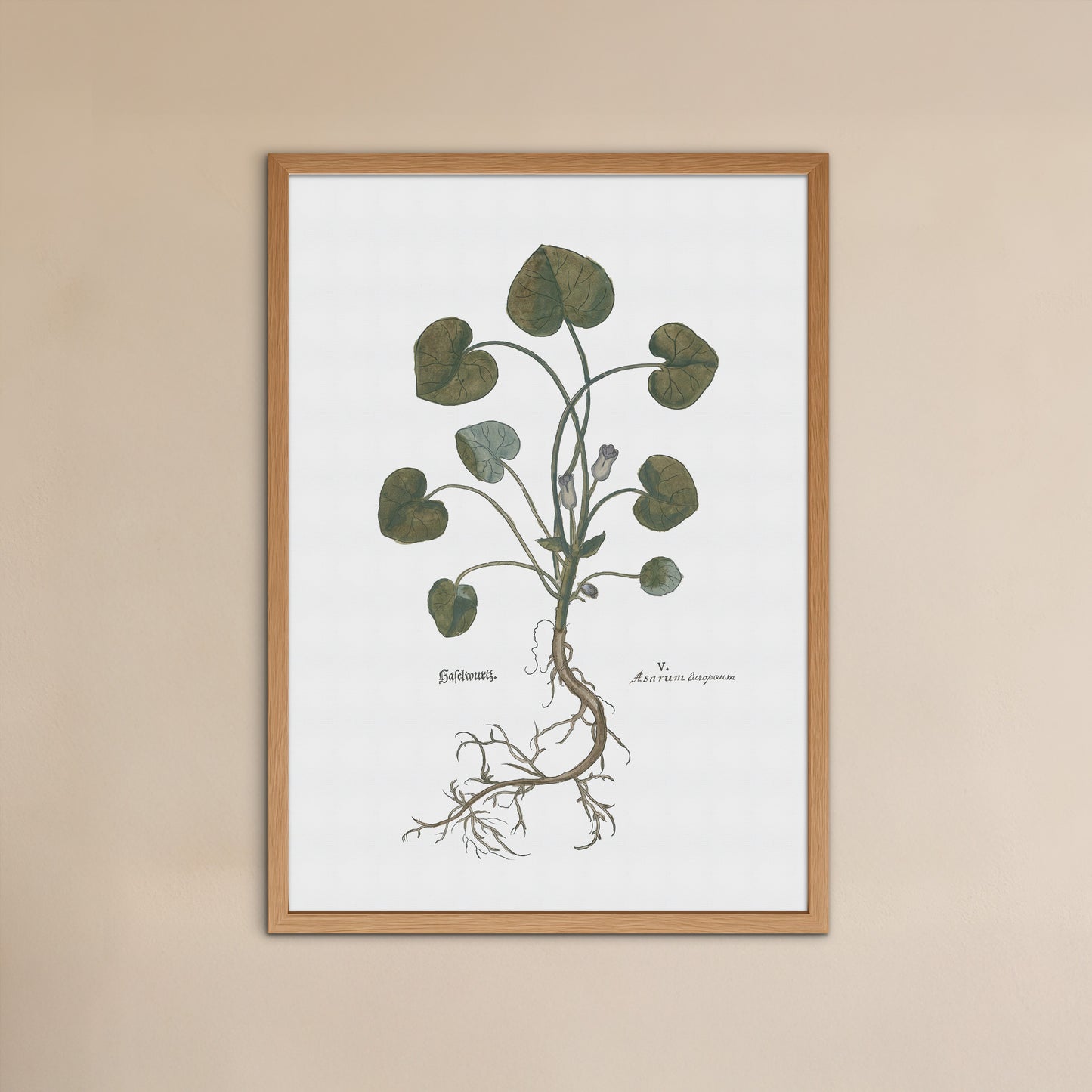 Asarum europaeum (European Wild Ginger) – Botanical Poster from Fuchs' New Kreüterbuch (1543)