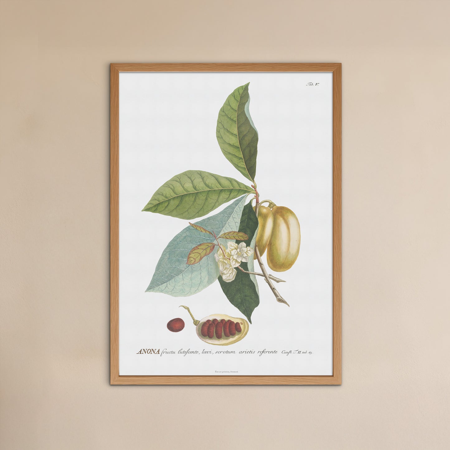 Vintage Pawpaw (Asimina triloba) Botanical Print – 1750 Plantae Selectae Illustration