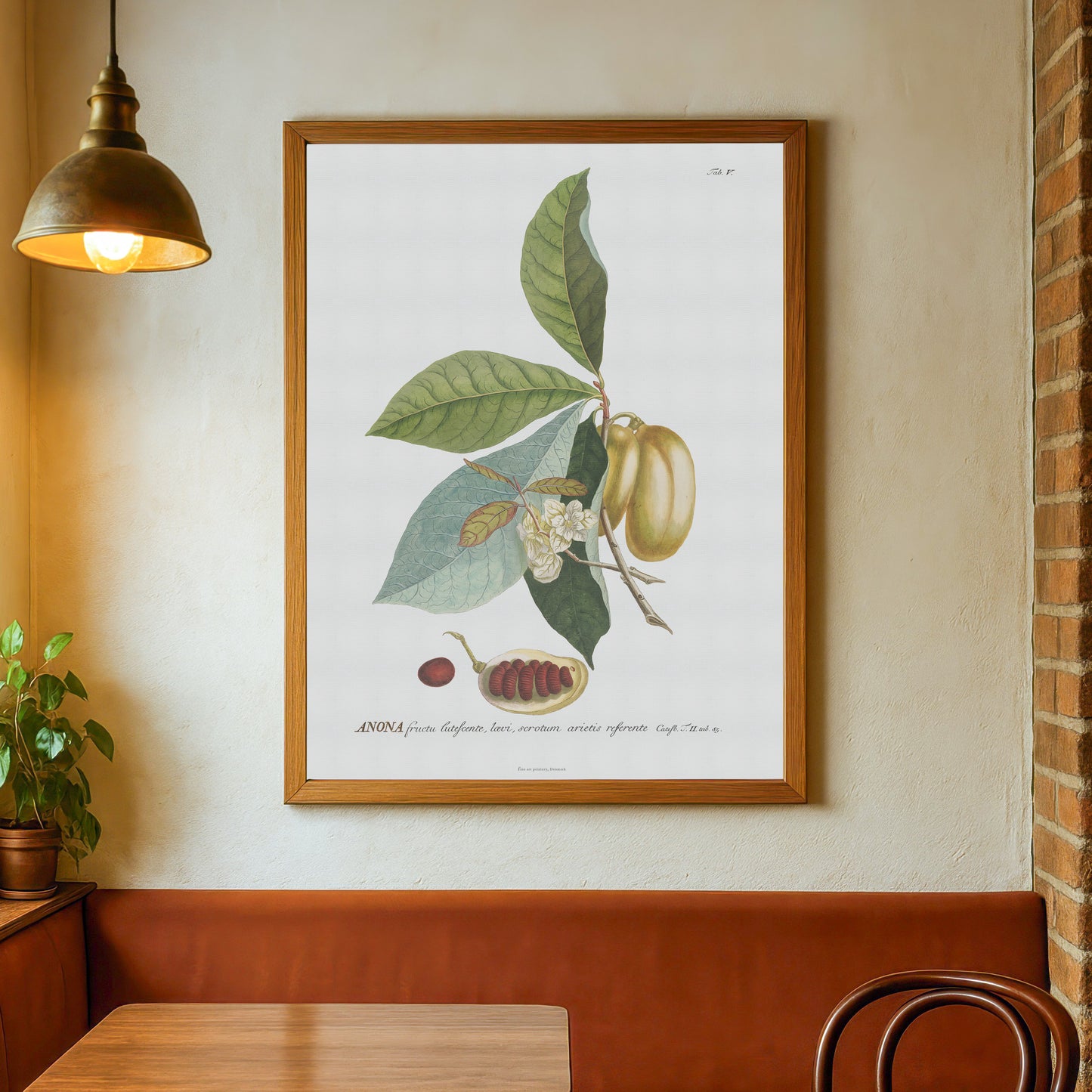 Vintage Pawpaw (Asimina triloba) Botanical Print – 1750 Plantae Selectae Illustration