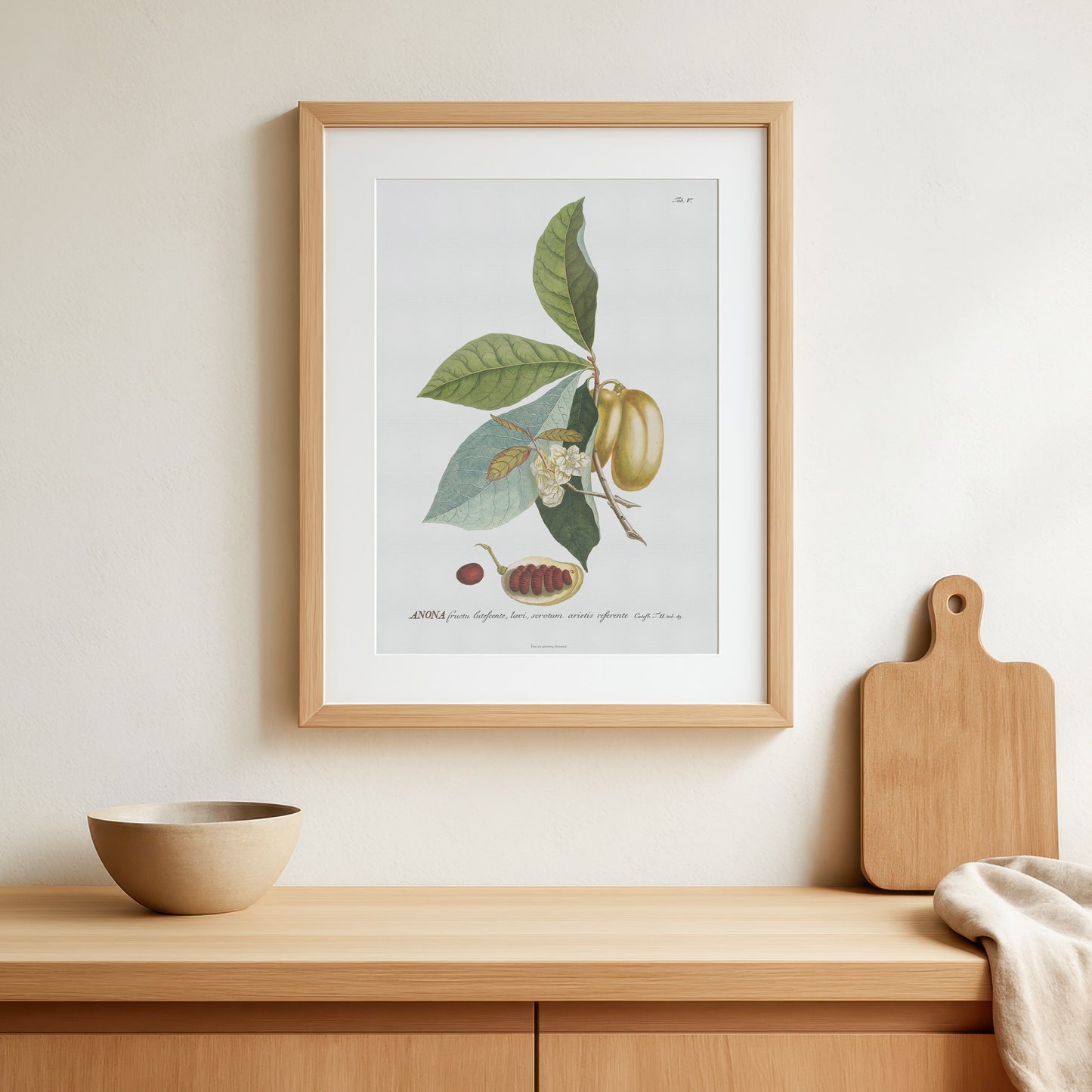 Vintage Pawpaw (Asimina triloba) Botanical Print – 1750 Plantae Selectae Illustration
