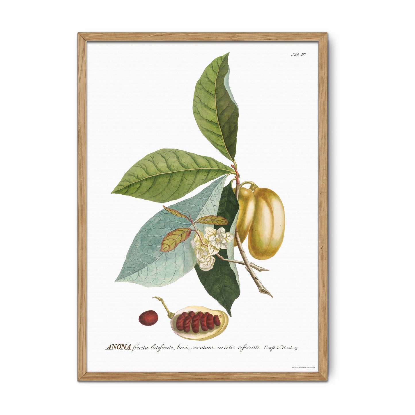 Vintage Pawpaw (Asimina triloba) Botanical Print – 1750 Plantae Selectae Illustration