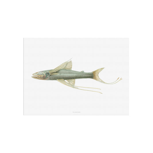 Vintage Tripod Fish Poster - Antique Deep-Sea Marine Art Print from 1919
