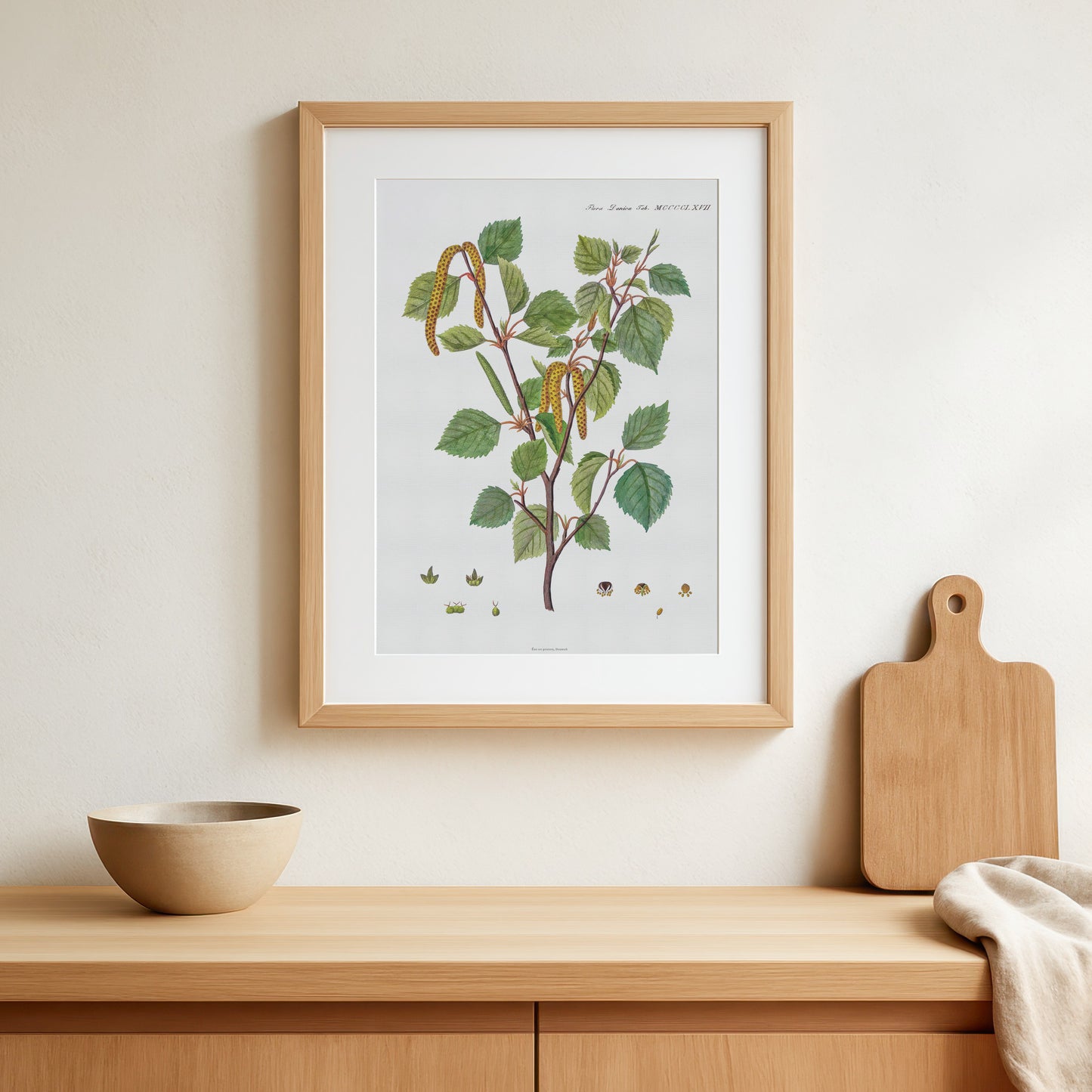 Vintage White Birch Botanical Print - Betula pubescens from Flora Danica (1813-20)