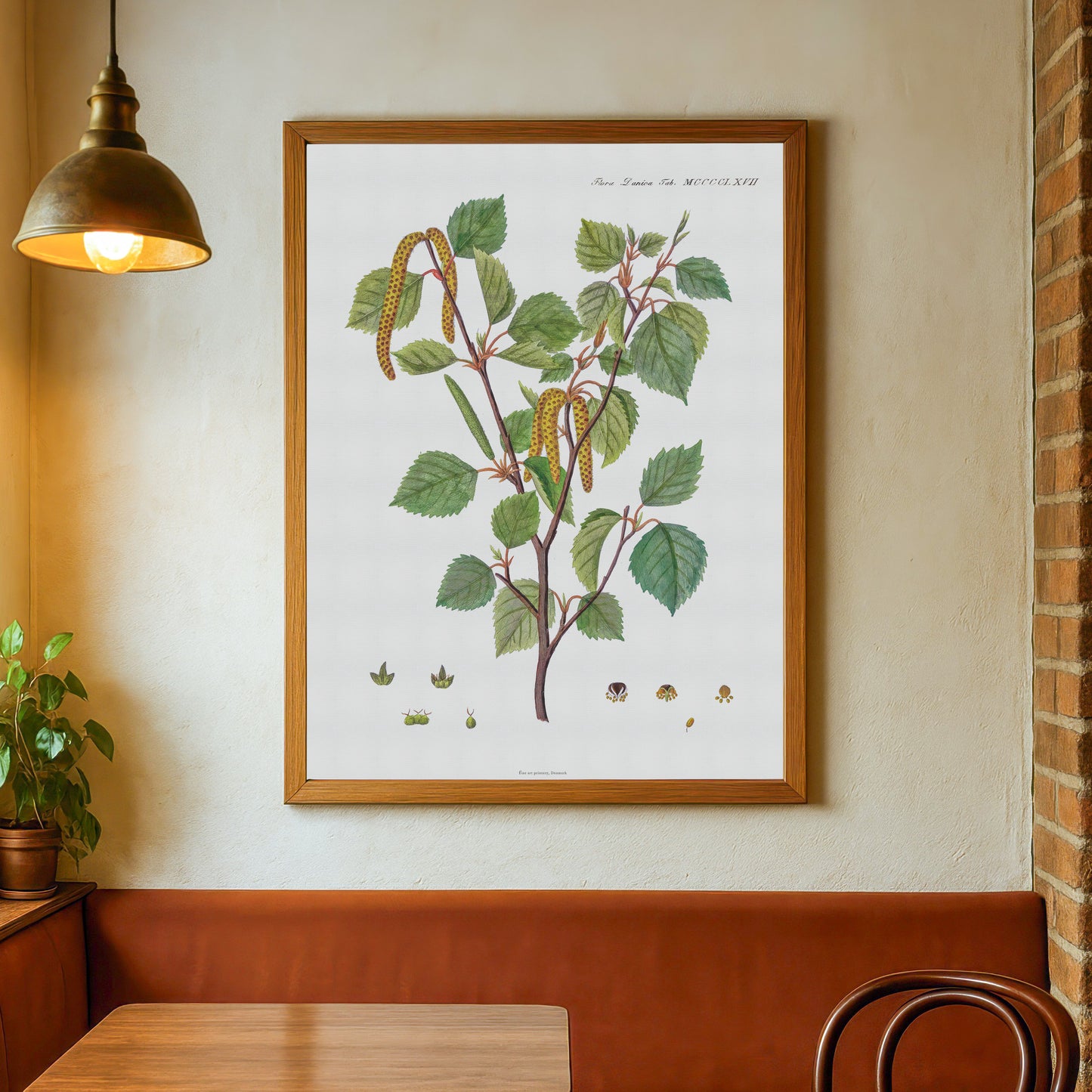 Vintage White Birch Botanical Print - Betula pubescens from Flora Danica (1813-20)