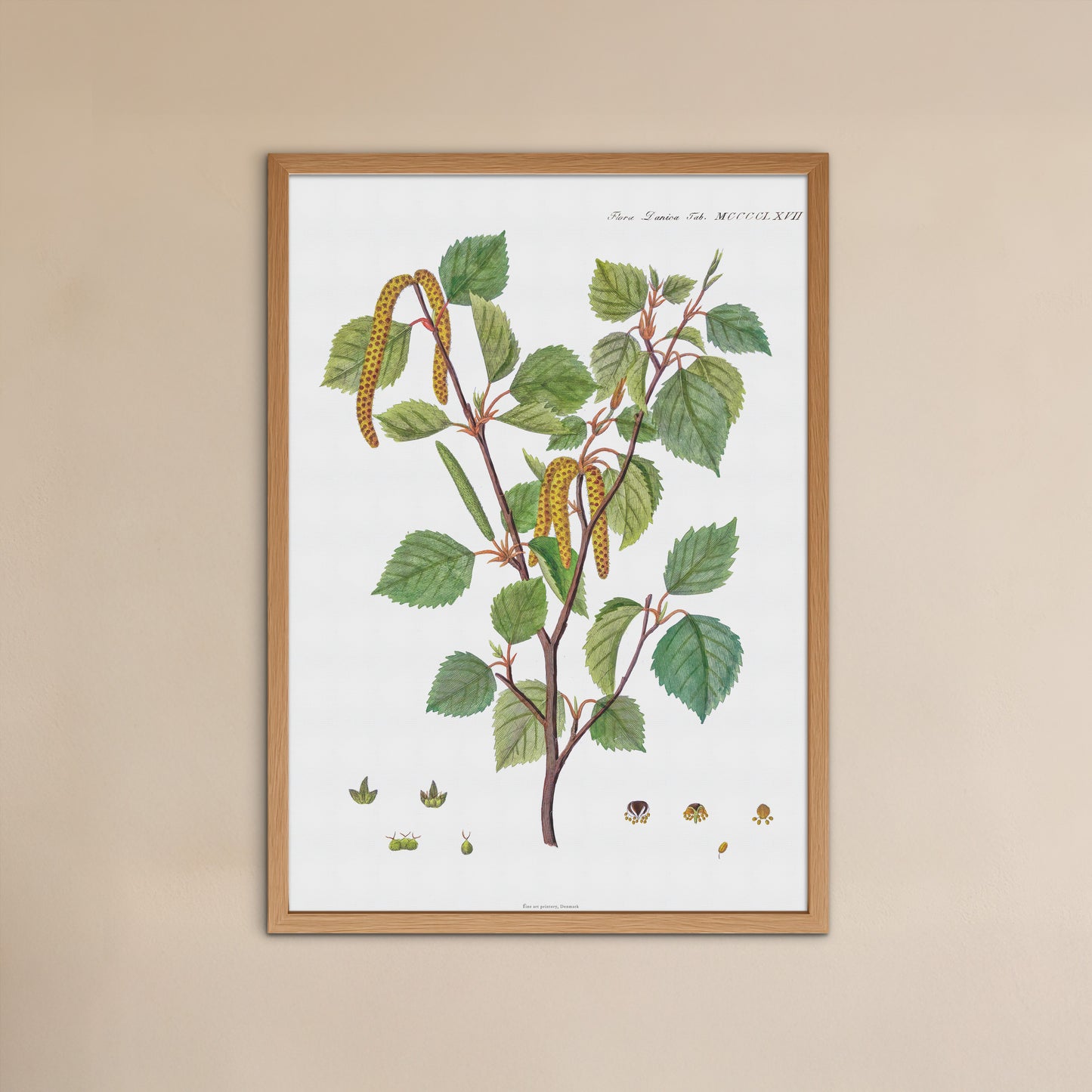 Vintage White Birch Botanical Print - Betula pubescens from Flora Danica (1813-20)