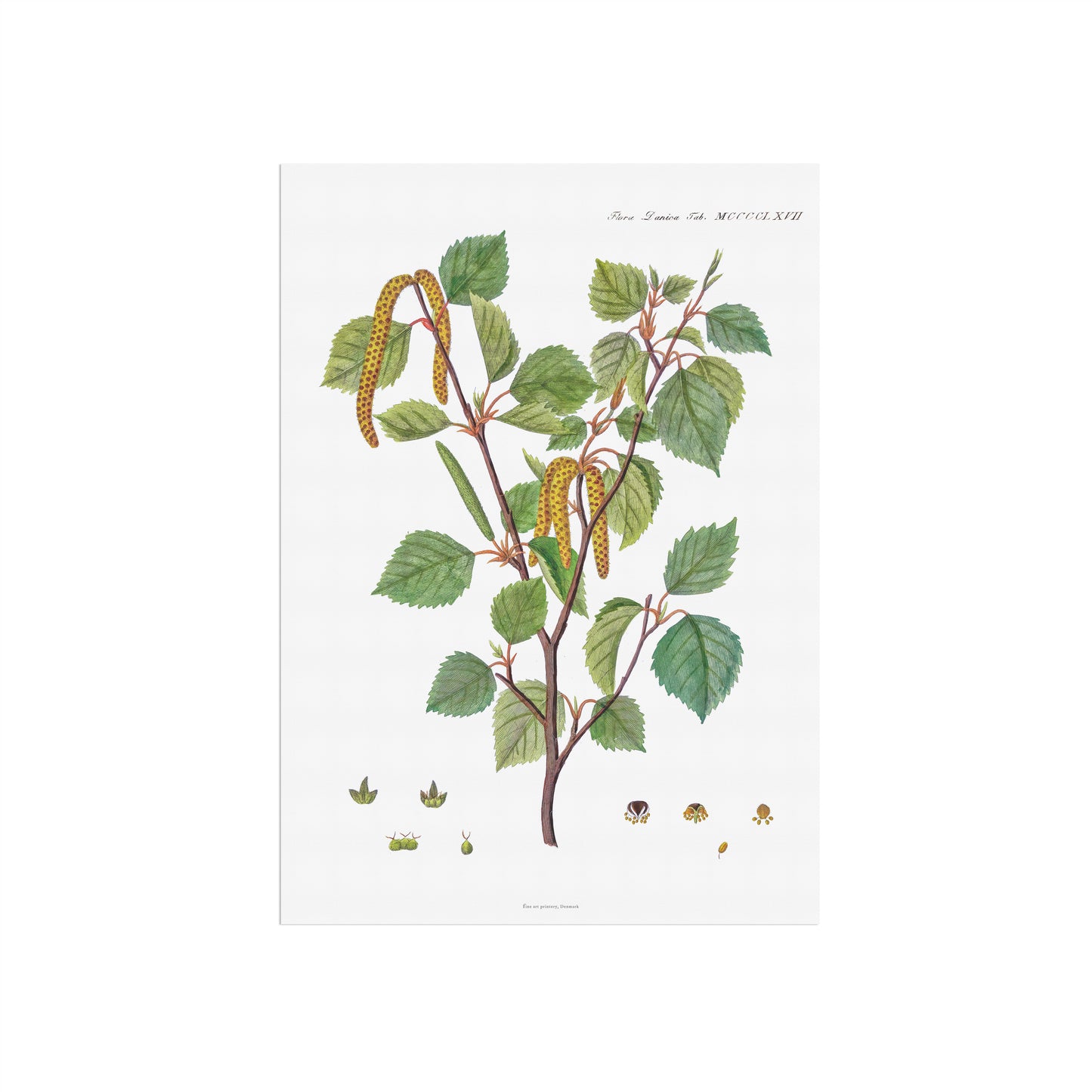 Vintage White Birch Botanical Print - Betula pubescens from Flora Danica (1813-20)