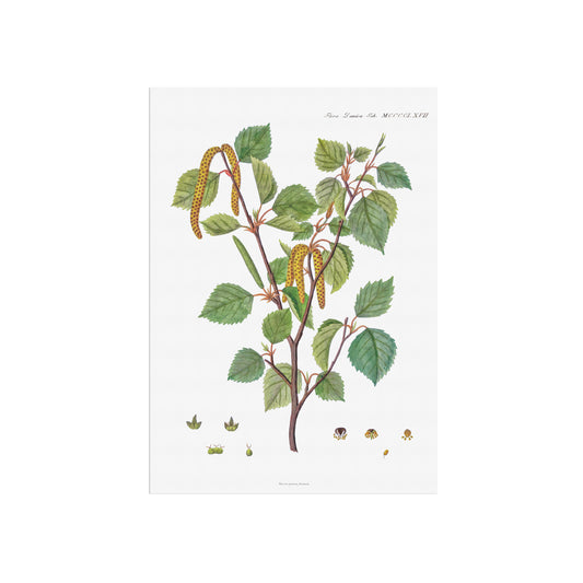 Vintage White Birch Botanical Print - Betula pubescens from Flora Danica (1813-20)