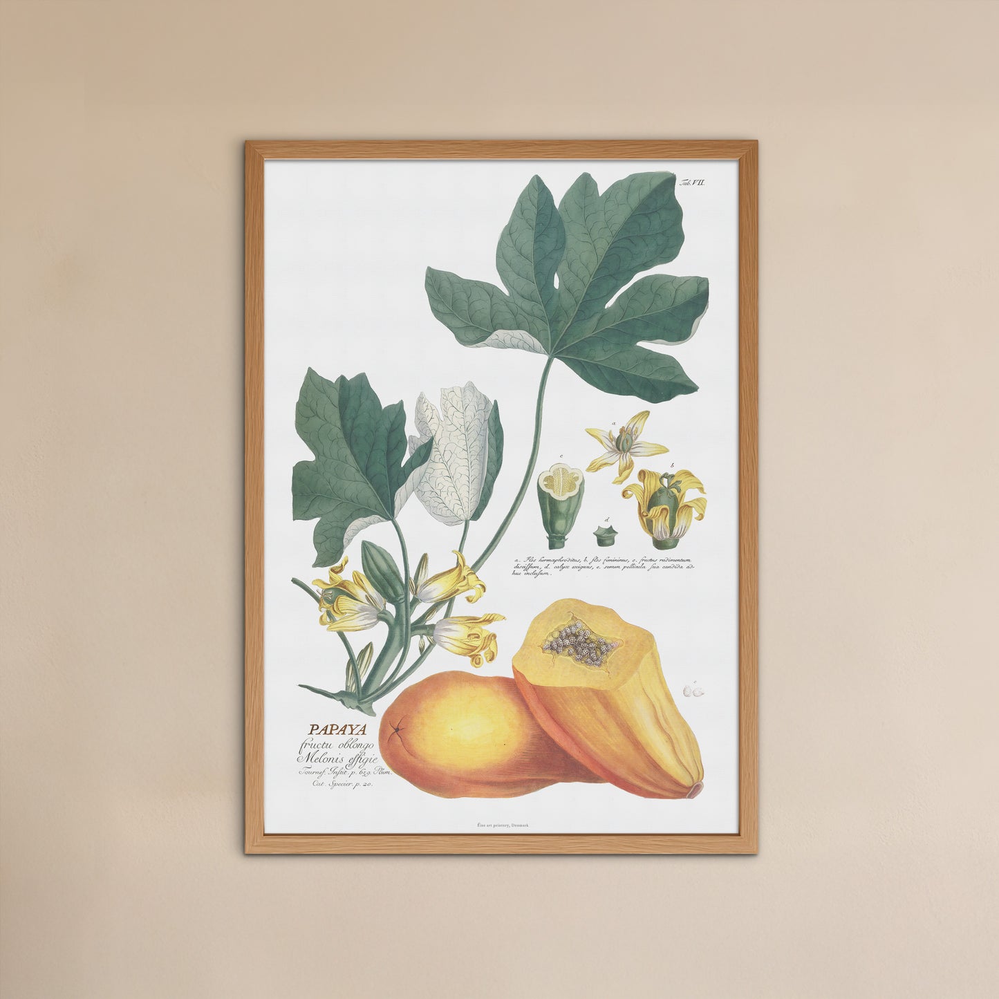 Vintage Papaya Botanical Print – 1750 Plantae Selectae Illustration
