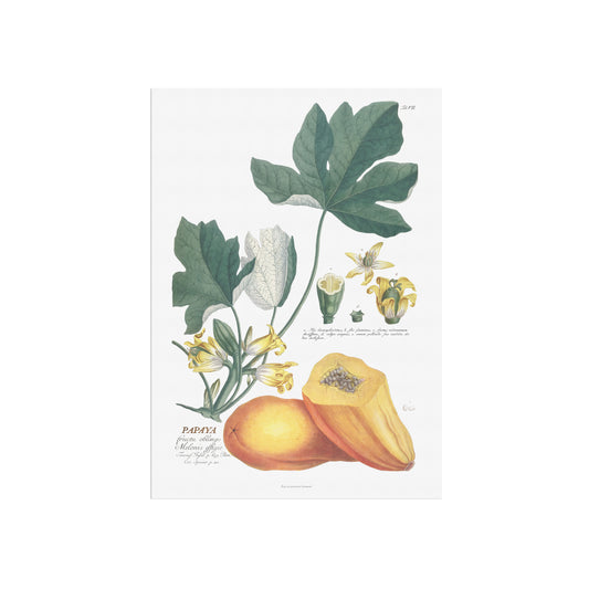 Vintage Papaya Botanical Print – 1750 Plantae Selectae Illustration