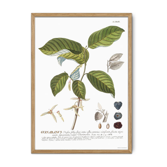 Annona cherimola (Cherimoya) Vintage Botanical Print – 1756 Plantae Selectae