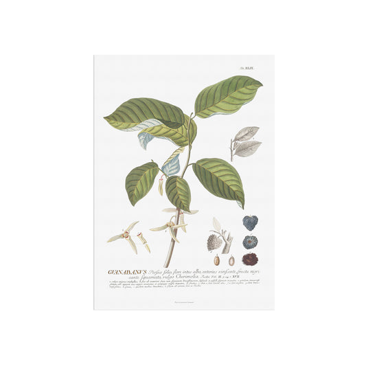 Annona cherimola (Cherimoya) Vintage Botanical Print – 1756 Plantae Selectae