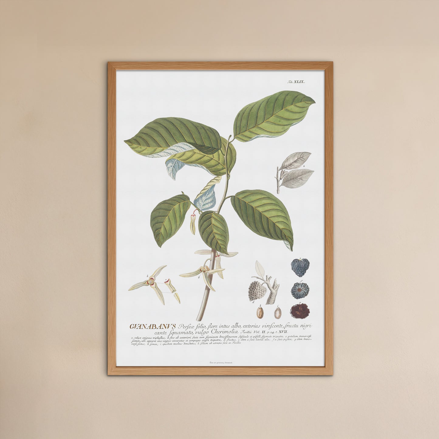 Annona cherimola (Cherimoya) Vintage Botanical Print – 1756 Plantae Selectae