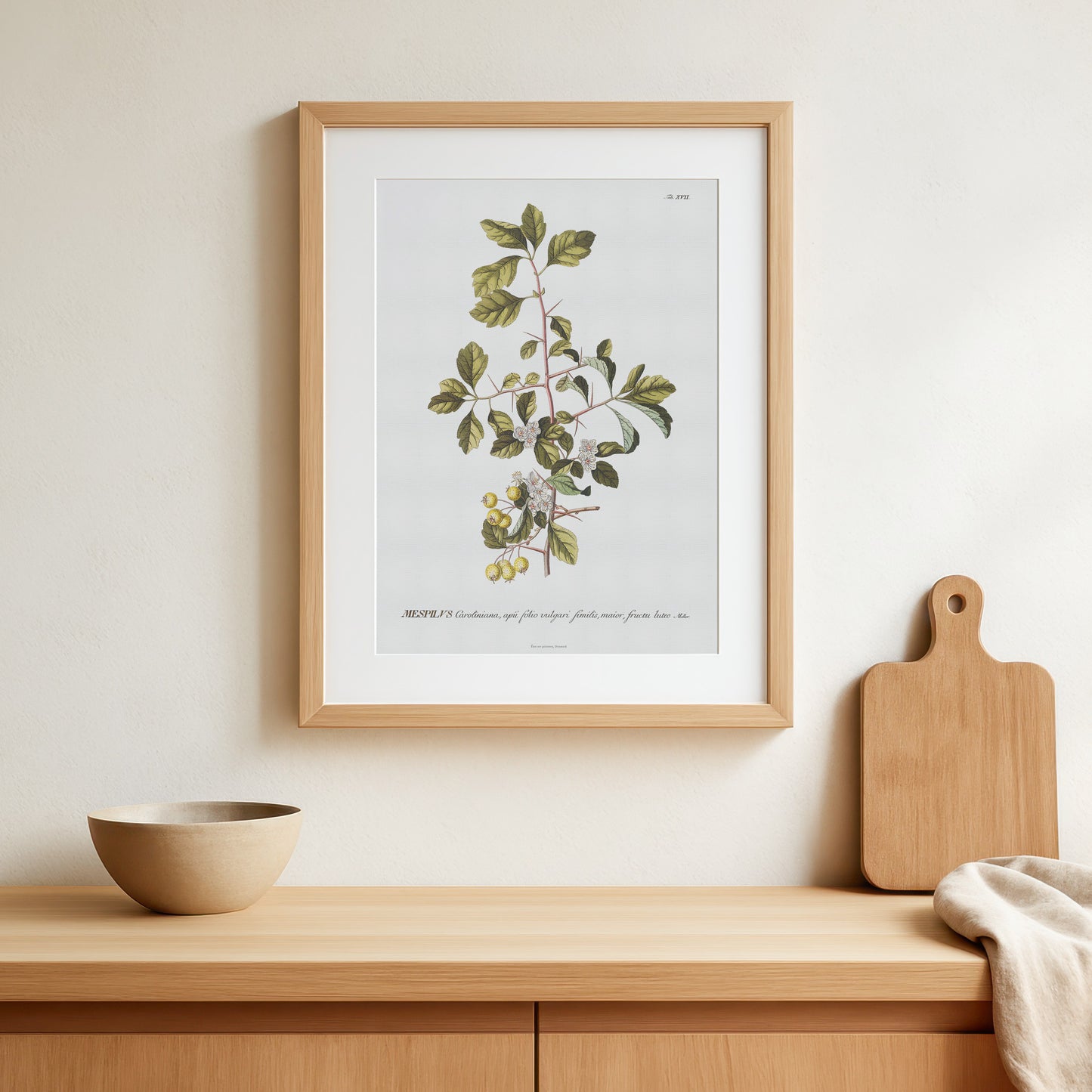 Vintage Yellow Hawthorn Botanical Print – 1751 Plantae Selectae Illustration