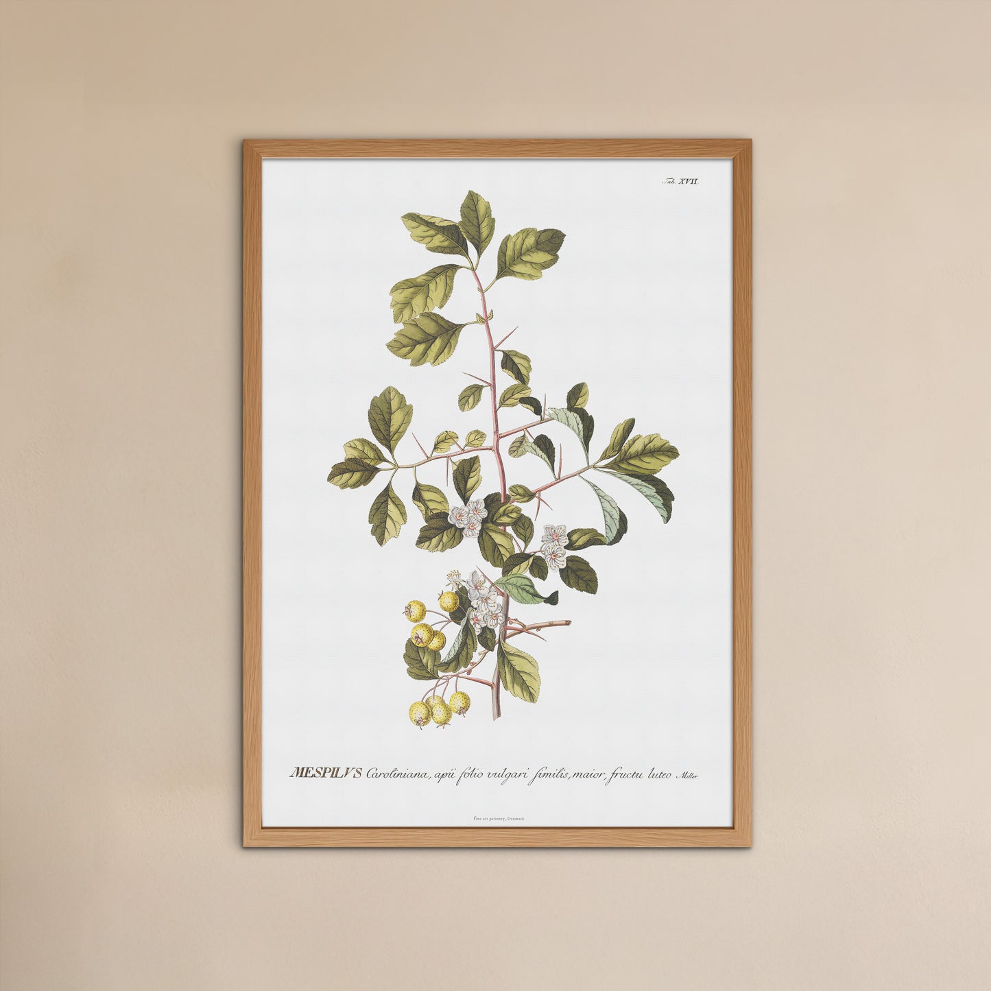 Vintage Yellow Hawthorn Botanical Print – 1751 Plantae Selectae Illustration