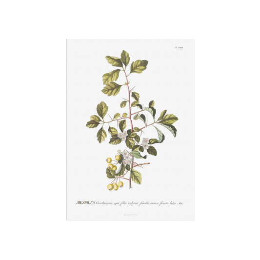 Vintage Yellow Hawthorn Botanical Print – 1751 Plantae Selectae Illustration