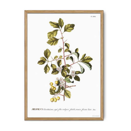 Vintage Yellow Hawthorn Botanical Print – 1751 Plantae Selectae Illustration