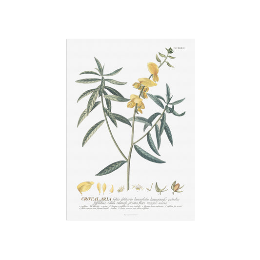 Crotalaria juncea (Brown Hemp) - Plantae Selectae 1756 Botanical Art Print