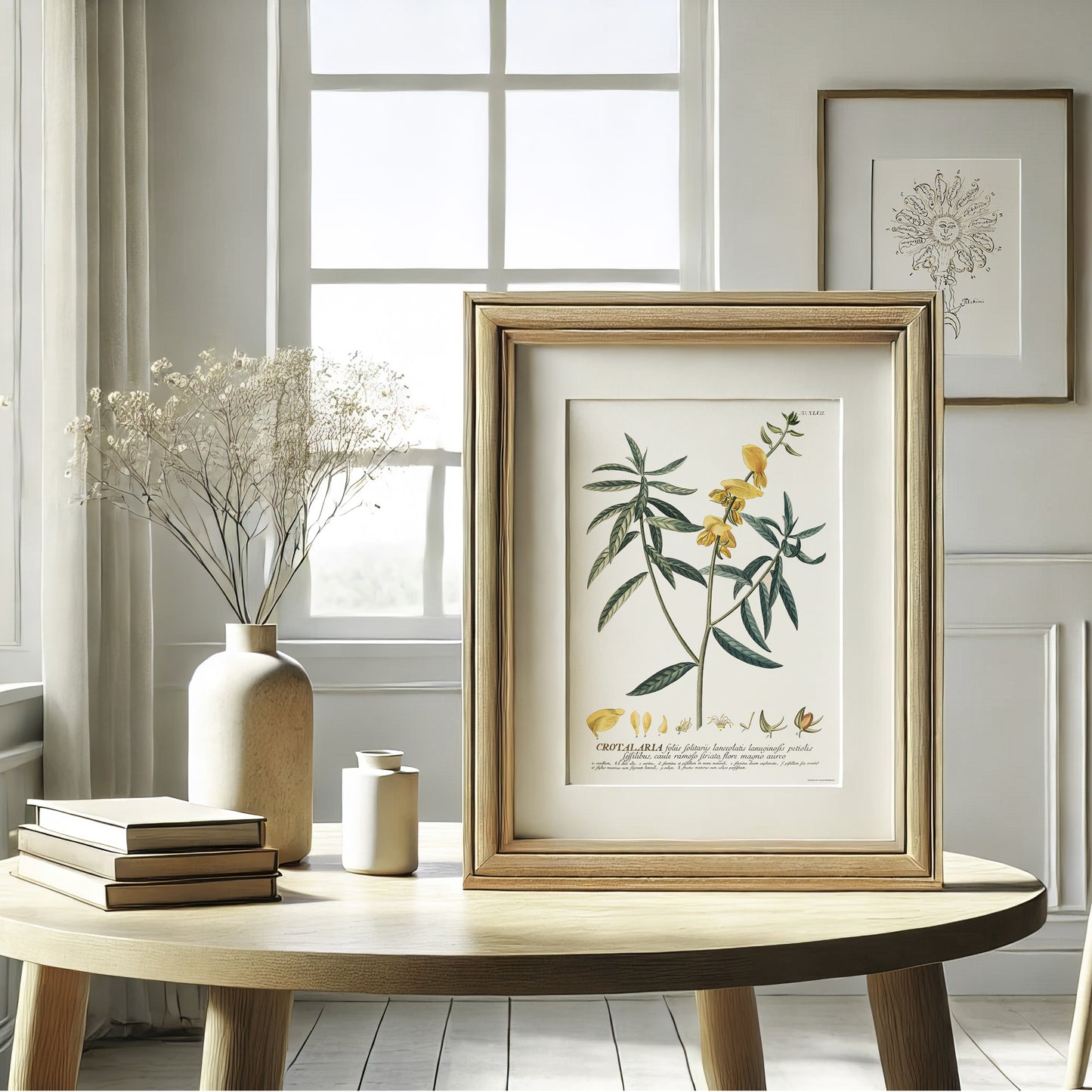 Crotalaria juncea (Brown Hemp) - Plantae Selectae 1756 Botanical Art Print