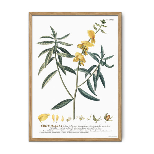 Crotalaria juncea (Brown Hemp) - Plantae Selectae 1756 Botanical Art Print