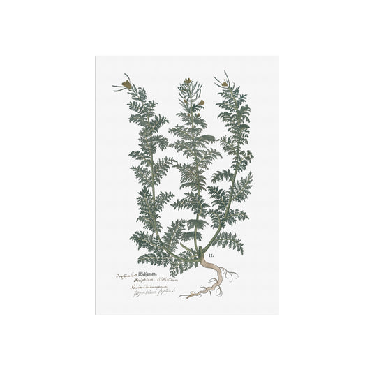 Descurainia sophia (Sophia’s Herb) – Botanical Poster from Fuchs' New Kreüterbuch (1543)