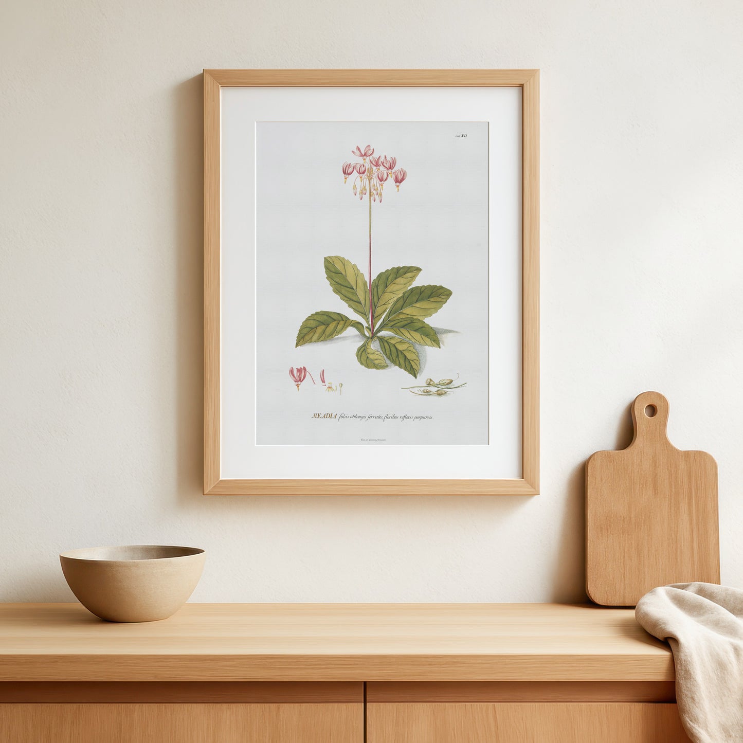 Vintage Shooting Star Flower Botanical Print – 1751 Plantae Selectae Illustration