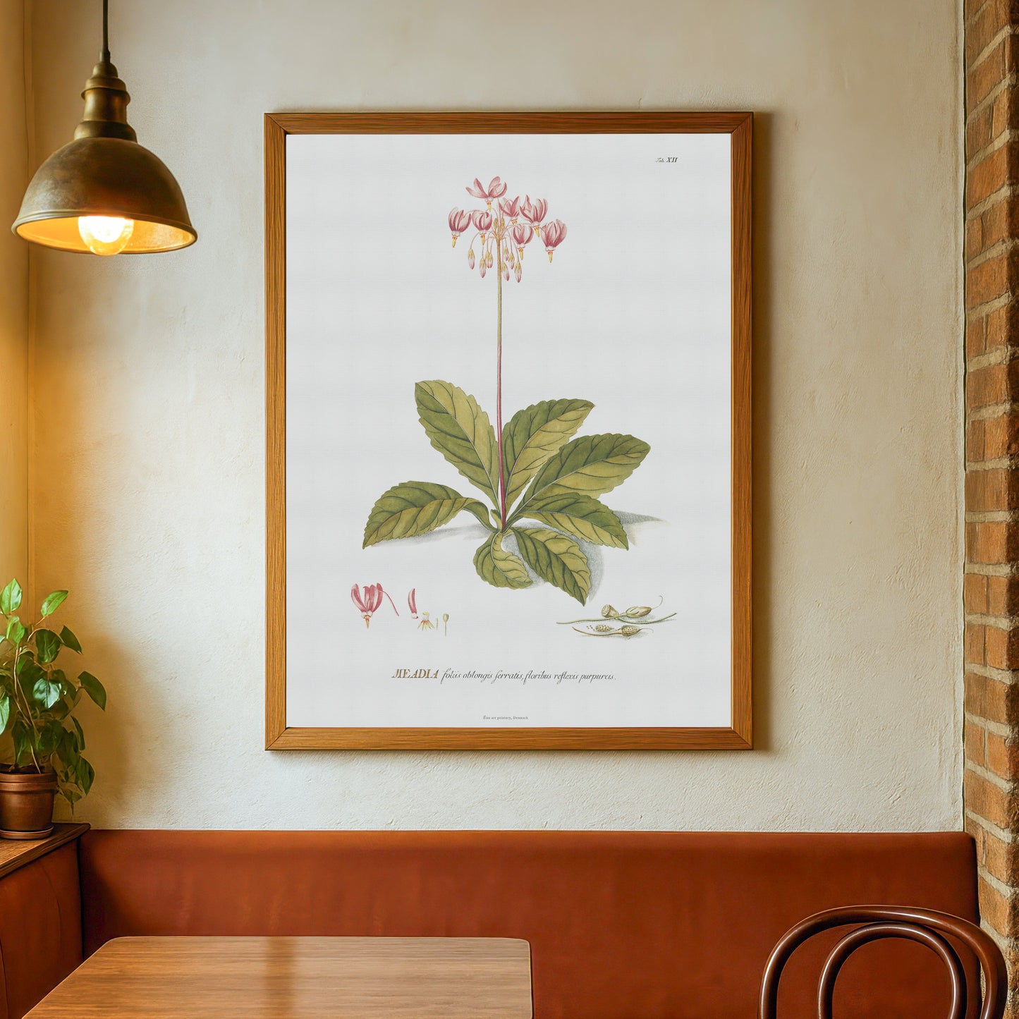 Vintage Shooting Star Flower Botanical Print – 1751 Plantae Selectae Illustration