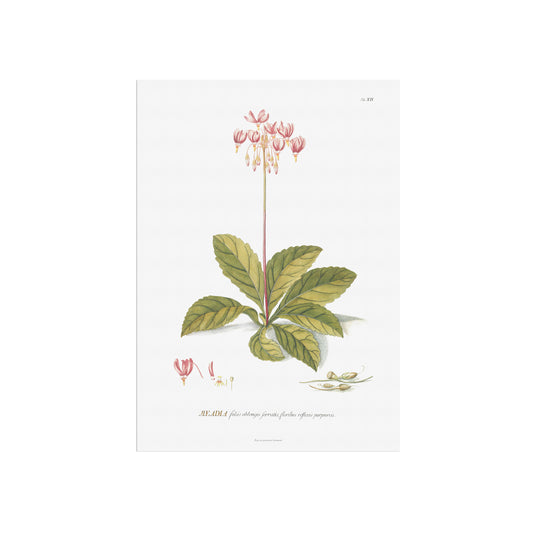 Vintage Shooting Star Flower Botanical Print – 1751 Plantae Selectae Illustration
