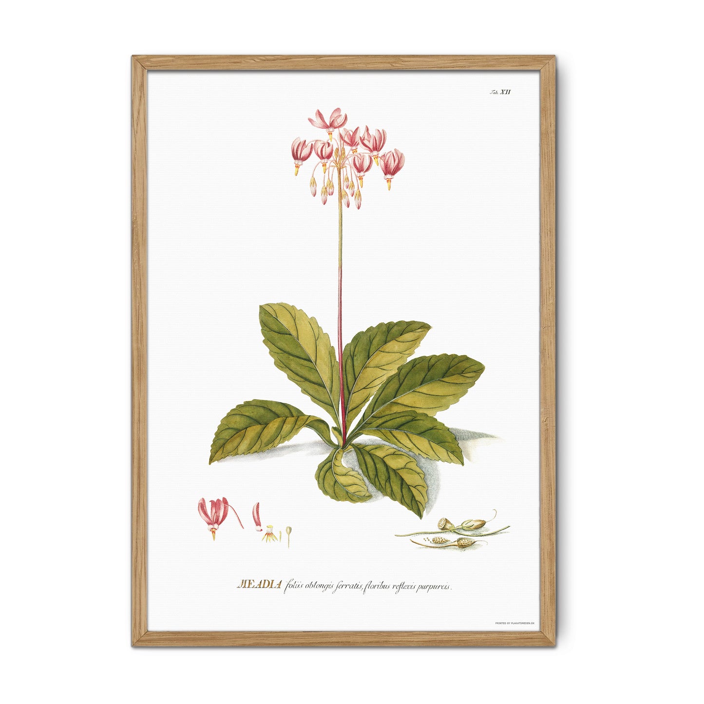 Vintage Shooting Star Flower Botanical Print – 1751 Plantae Selectae Illustration