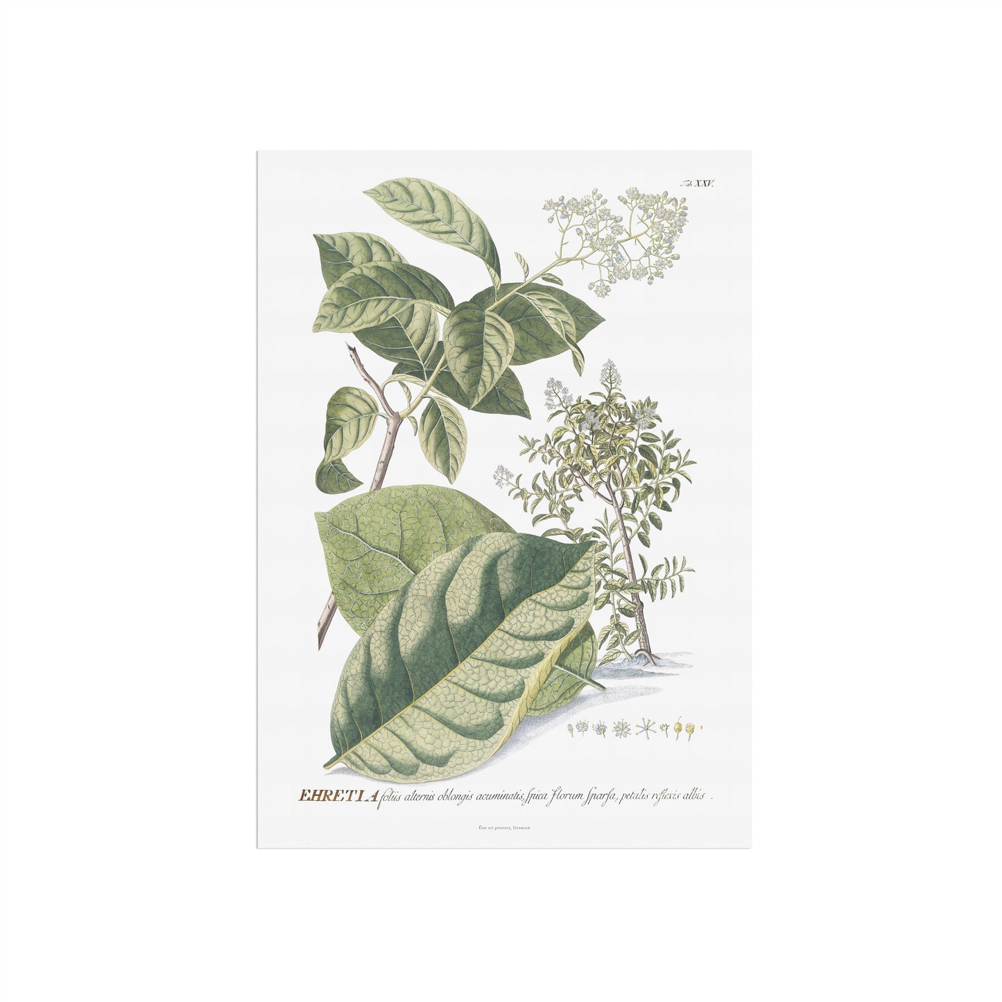 Vintage Ehretia tinifolia Botanical Print – 1752 Plantae Selectae Illustration