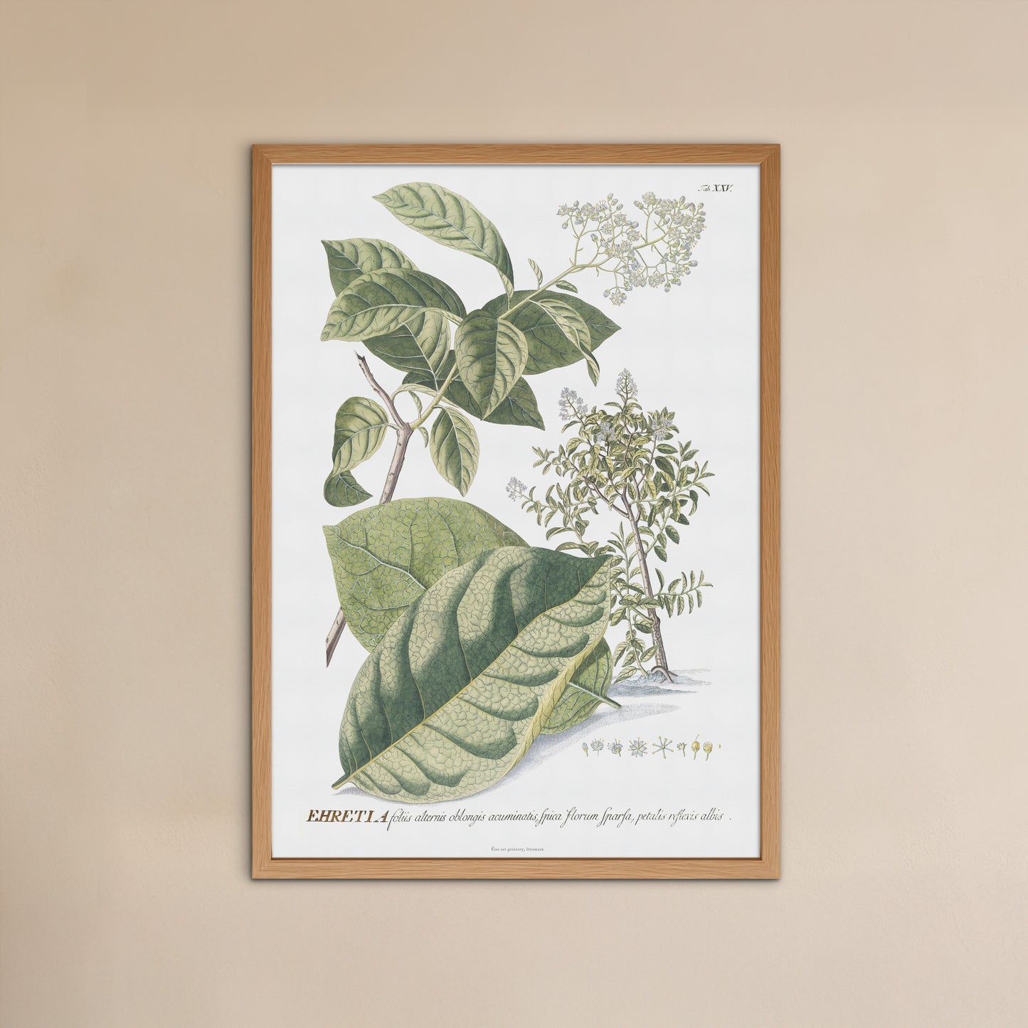 Vintage Ehretia tinifolia Botanical Print – 1752 Plantae Selectae Illustration