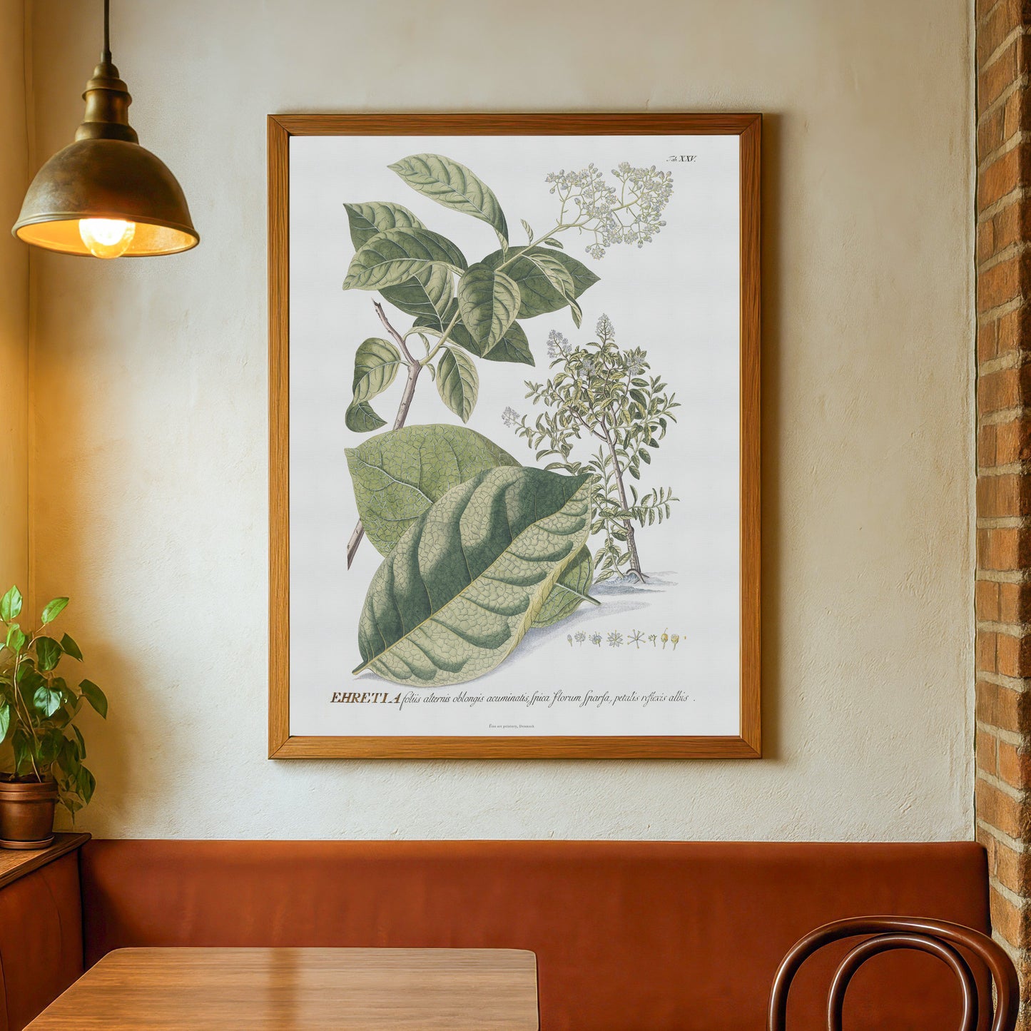 Vintage Ehretia tinifolia Botanical Print – 1752 Plantae Selectae Illustration