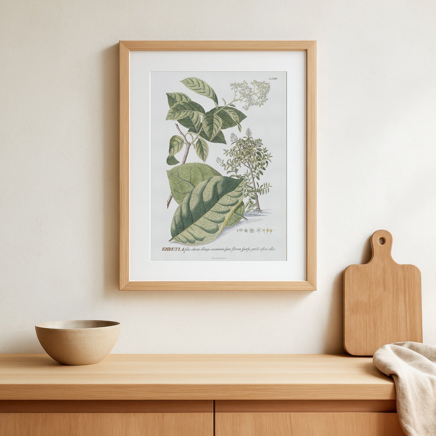 Vintage Ehretia tinifolia Botanical Print – 1752 Plantae Selectae Illustration